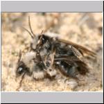 Andrena vaga - Weiden-Sandbiene 09.jpg